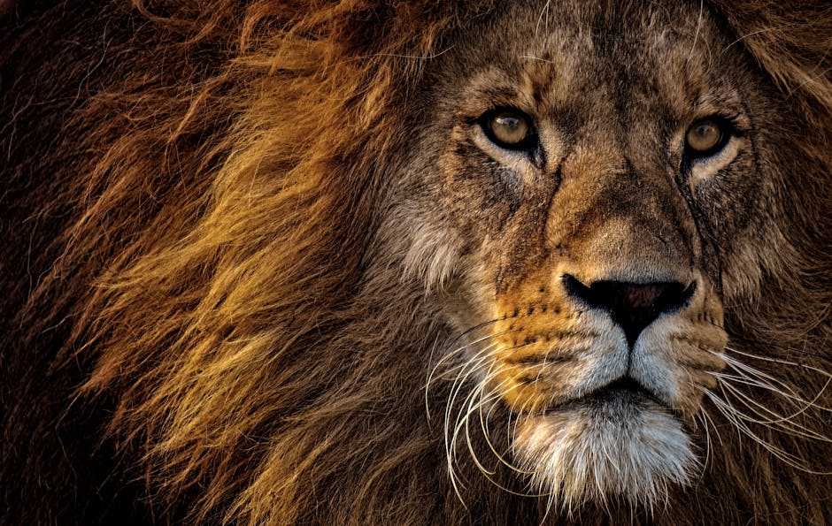 Où regarder Mufasa : Le Roi Lion en streaming ? – Monochromatique.com