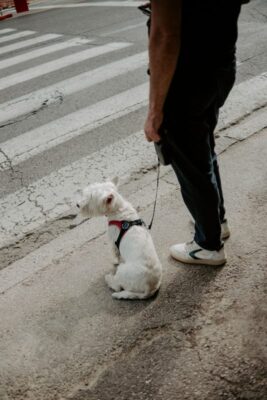 Laisse robuste pour chien : sécurité et confort