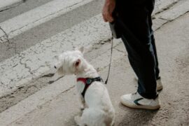 Laisse robuste pour chien : sécurité et confort