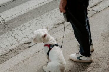 Laisse robuste pour chien : sécurité et confort