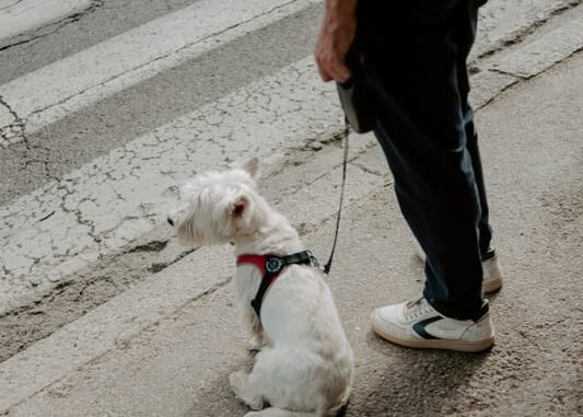Laisse robuste pour chien : sécurité et confort